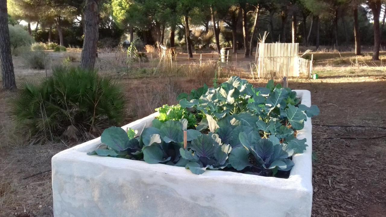 Micielo - Baumhaeuser Vejer de la Frontera Exterior foto